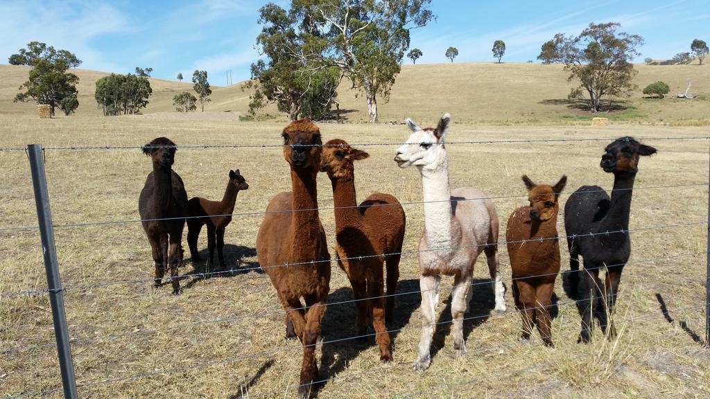 Hillview Farmstay Gundagai Exteriör bild