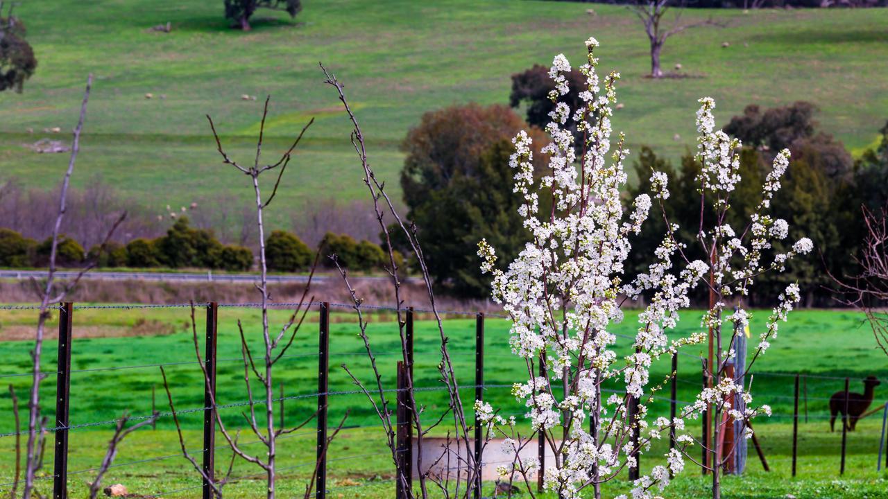 Hillview Farmstay Gundagai Exteriör bild