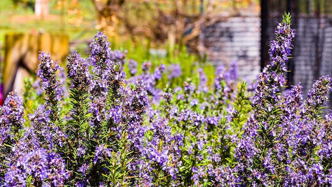 Hillview Farmstay Gundagai Exteriör bild
