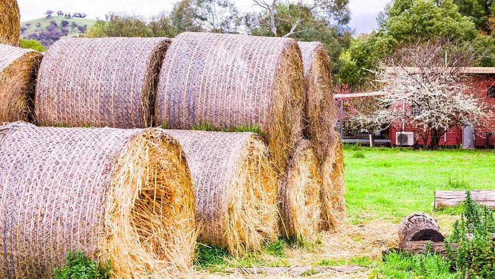 Hillview Farmstay Gundagai Exteriör bild