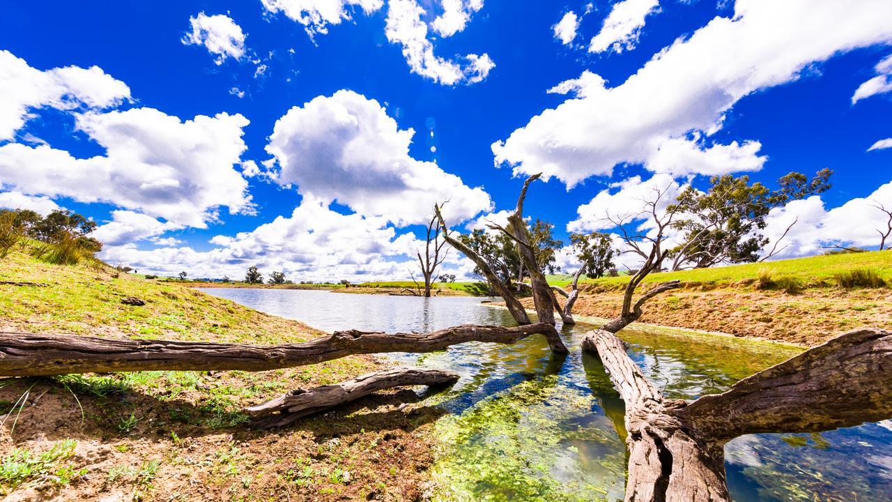 Hillview Farmstay Gundagai Exteriör bild